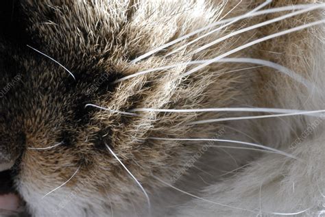 Cat whiskers - Stock Image - Z934/0634 - Science Photo Library