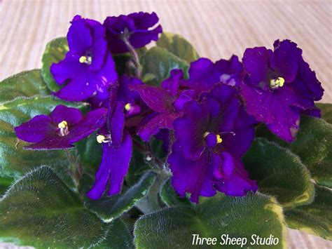 Three Sheep Studio: African Violet Colors...