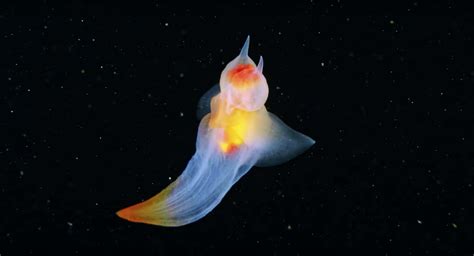 Ethereal 'Sea Angel' Slug Looks Like CGI Alien - Nerdist