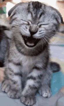 Funny Laughing Animals