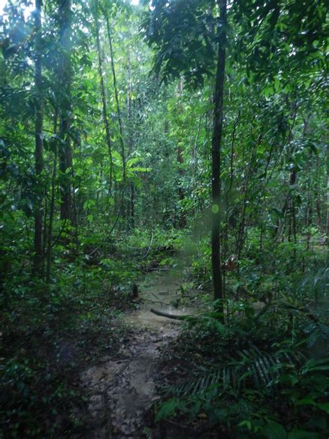 taman negara hiking trails - Lillian Ogden