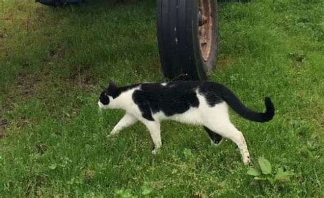 Black and white Cat Missing – Millstreet.ie