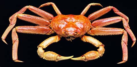 Harvested Crab Species - Alaska Bering Sea Crabbers | Crabs animal, Crab species, Crab