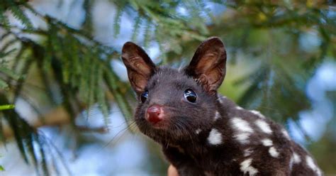 How the return of the eastern quoll is restoring balance to Australia ...