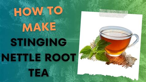 How To Make Stinging Nettle Root Tea - YouTube