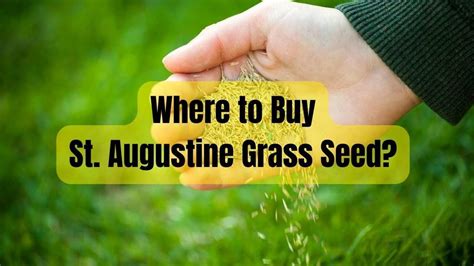 Where to Buy St Augustine Grass from Seed Houston Grass - YouTube