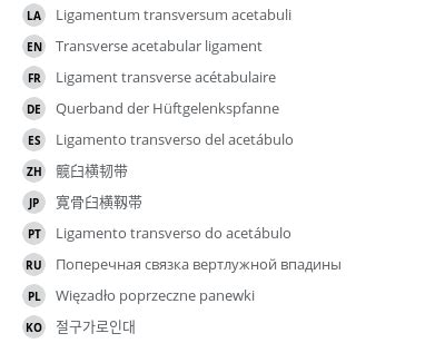 Transverse acetabular ligament - vet-Anatomy - IMAIOS