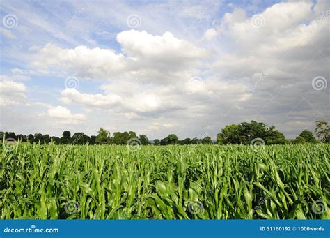 Farmland Crops stock photo. Image of cultivated, farmland - 31160192