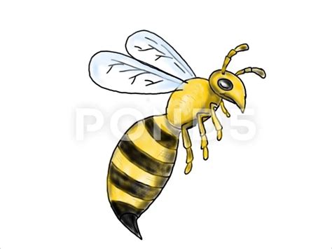 Honey Bee Flying