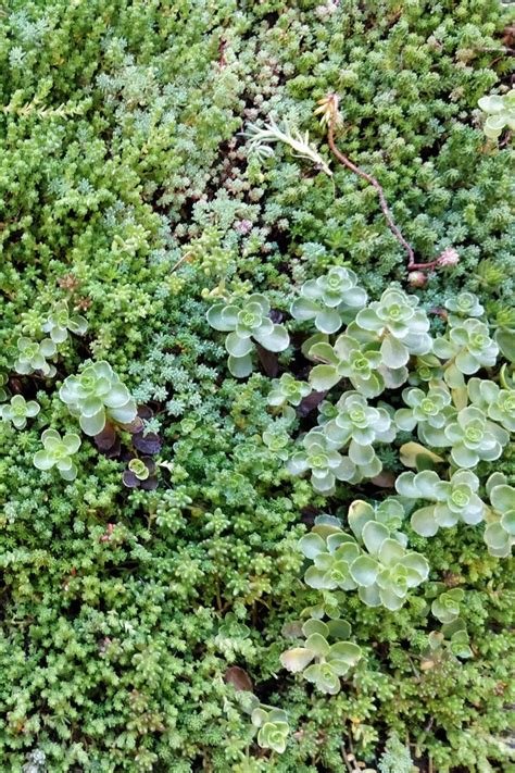 Sedum. The most popular green roof choice. #grufekit #greenroof # ...