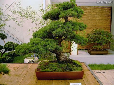 🔥 Free download Download image Bonsai PC Android iPhone and iPad Wallpapers and [1024x768] for ...