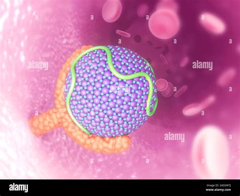 LDL bound to receptor. Computer illustration of a low-density ...