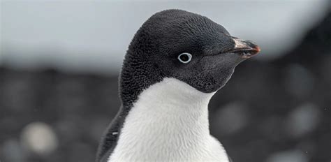 Adélie Penguin - 24 Surprising Facts, Info & Pictures