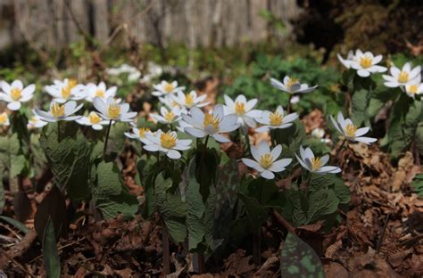 5 early Ontario wildflowers to spot this spring