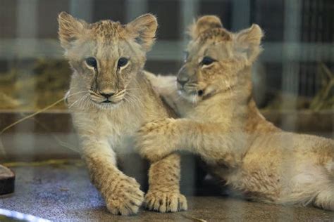 Lion cubs from Ukraine are 'fearless' in face of their first Minnesota winter | MPR News