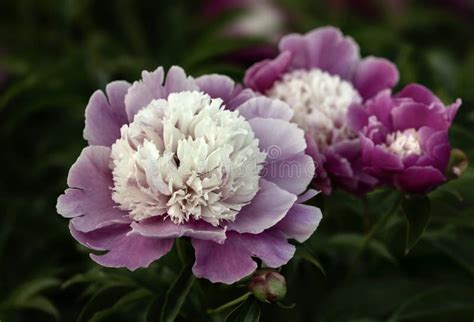 Pink peonies in the garden stock image. Image of close - 119251821