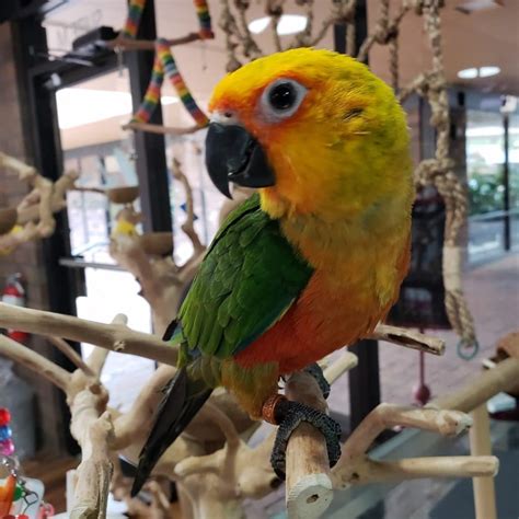 Jenday Conure Parrots For Sale Online - Live Parrots