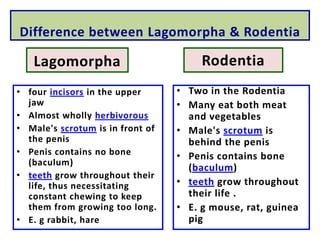 Laboratory animals | PPT