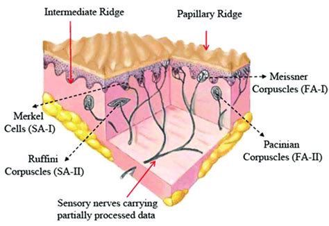 A scheme showing the physical location of mechanoreceptors in Glabrous ...