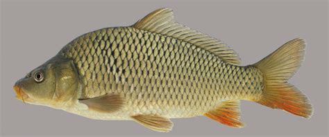 Common Carp – Discover Fishes