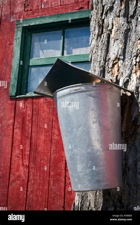 Maple syrup production Stock Photo - Alamy