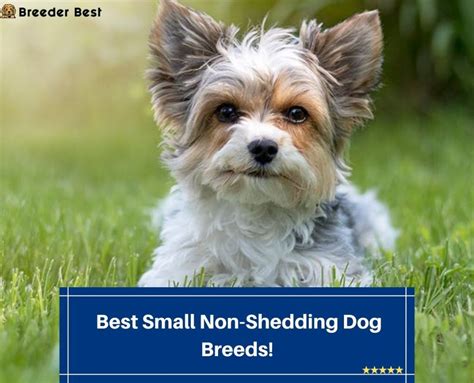 6 Best Small Non-Shedding Dog Breeds! (2024) - Breeder Best