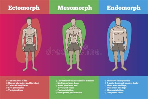 Body Types Ectomorph Mesomorph Endomorph Stock Vector - Illustration of ...