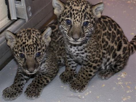 Awww, cute and rare jaguar cubs stream online from Milwaukee County Zoo