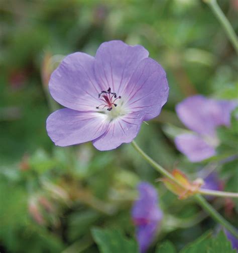 Rozanne Geranium | Knowledgebase | Johnson's Nursery