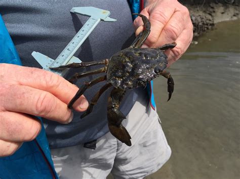 Measuring a European Green Crab | FWS.gov