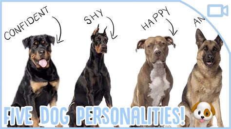 Different Dog Personality Types! - YouTube