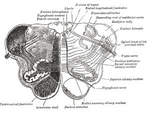 Inferior olivary nucleus | Psychology Wiki | Fandom