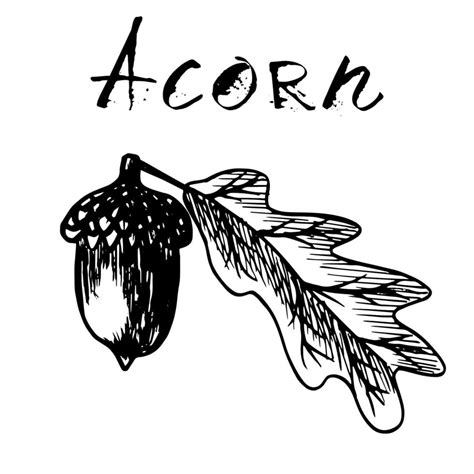 Black traced sketch of an acorn with a leaf. Vector illustration of ...