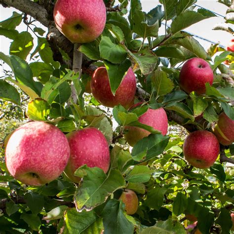 Pink Lady® Apple Tree – Grow Your Own Pink Lady Apples - PlantingTree