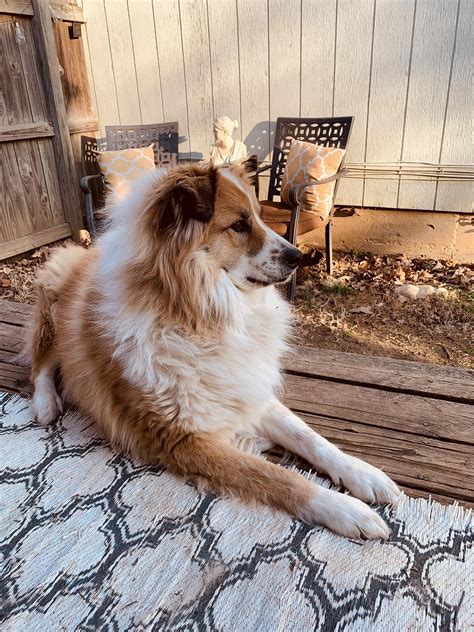 My Great Pyrenees mix being great : r/greatpyrenees