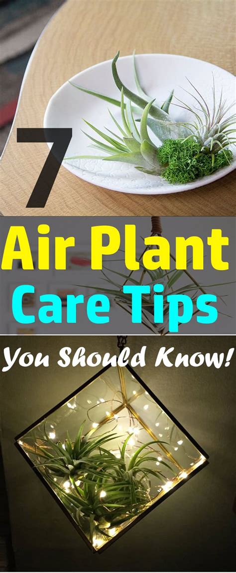 7 Air Plant Care Tips You Should Know! | Balcony Garden Web