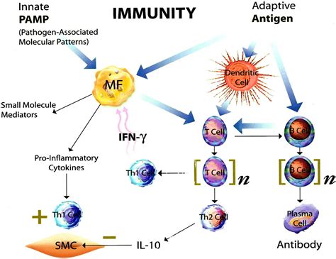 Innate Immunity Diagram