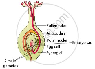 Answer the Following Question. Draw the Diagram of a Pistil Where Pollination Has Successfully ...