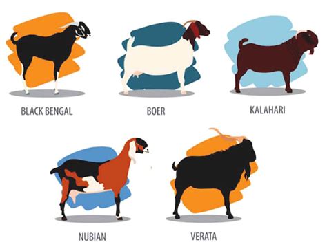 Meat Goat Breeds: Top 10 Breeds For High Production