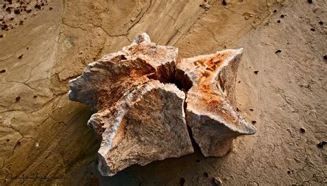 hiking Bisti Badlands in New Mexico, the Egg Hatchery, Bisti Arch, Petrified Trees — I Hike Solo