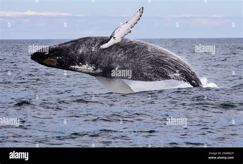 Humpback Whale breaching Stock Photo - Alamy