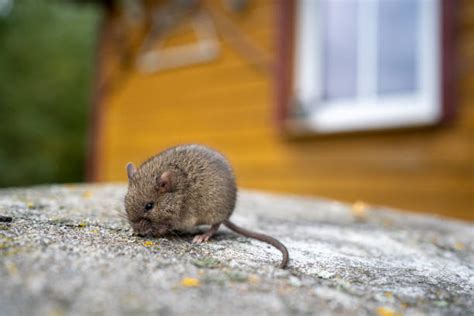 370+ Mice Infestation Stock Photos, Pictures & Royalty-Free Images - iStock