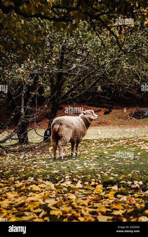 Awassi sheep hi-res stock photography and images - Alamy