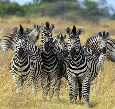 Dosya:Zebra Botswana edit02.jpg - Vikipedi