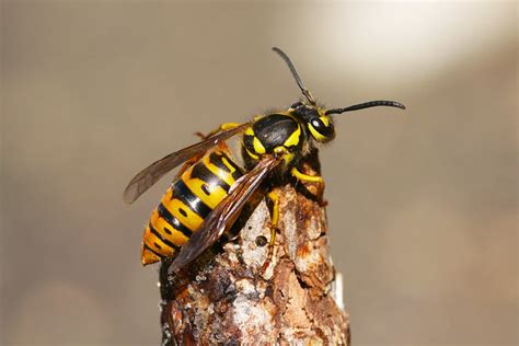 Eastern Yellow Jacket Queen (Vespula maculifrons) | I found … | Flickr ...