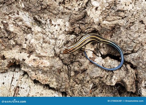 Japanese Five-lined Skink in the Bark of a Tree Stock Image - Image of leopard, young: 270826381