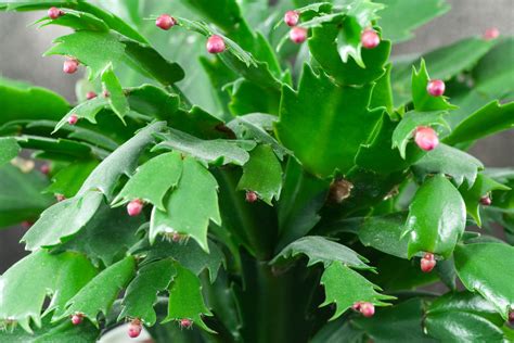 These two holiday succulents may look similar but they're very distinct ...