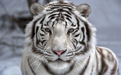 Tigre Blanco Wallpaper