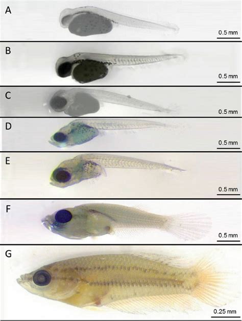 Larval development of Betta splendens . ( A ) newly hatched larva (29 h... | Download Scientific ...