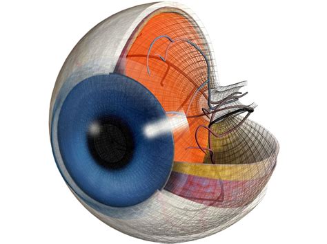 Vision Scientists Discover New Angle on Path of Light Through Eye’s ...